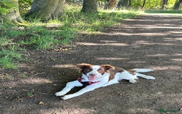 Border Collie dogs for sale: KC Reg Red Border Collie - Image 10