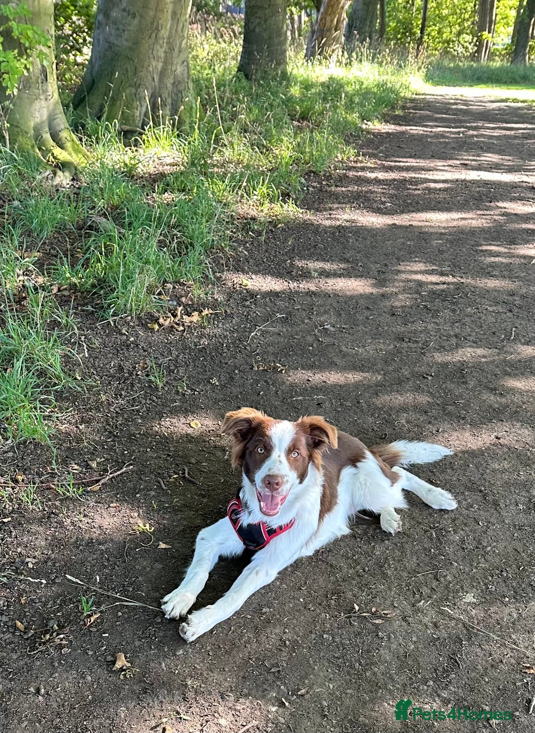 Border Collie dogs for sale: KC Reg Red Border Collie - Image 10