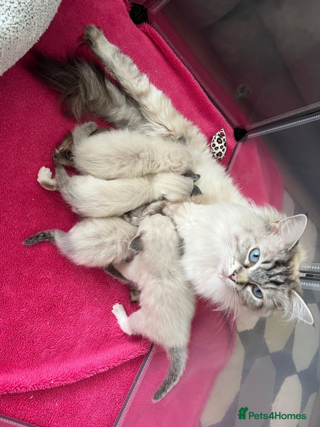 Ragdoll cats for sale: Beautiful Ragdolls 3 🩵 Boys 2 Girls 🩷 - Image 9