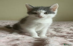 Ragdoll cats for sale: Ragdoll X Maine Coon Kittens  - Image 9