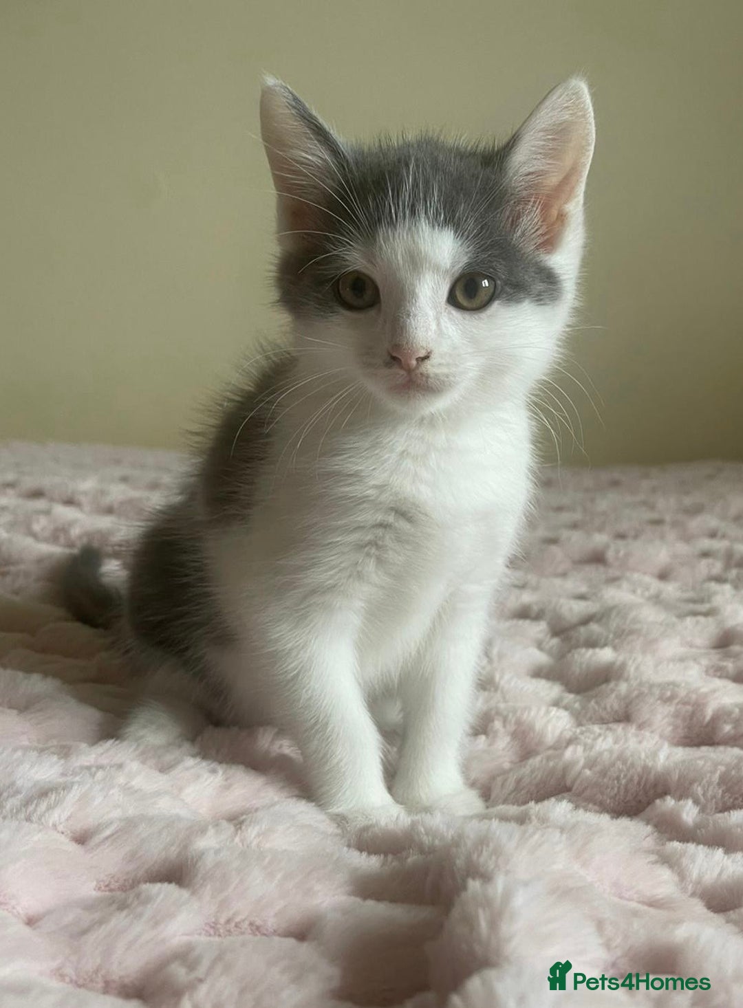 Ragdoll cats for sale: Ragdoll X Maine Coon Kittens  - Image 9