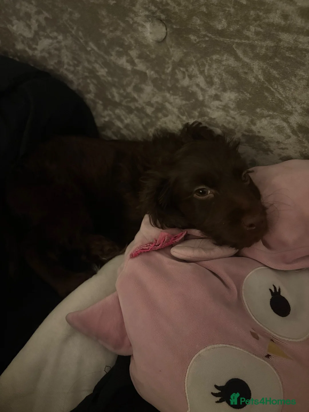 Cockapoo dogs for sale: 13 week old cockapoo  in Hartlepool - Advert 4