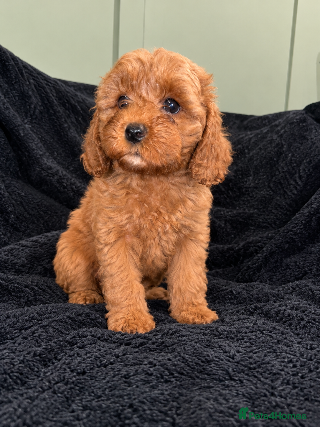 Cockapoo dogs Two left ( Ready To Leave)  F1b Cockapoo puppies - Advert 2