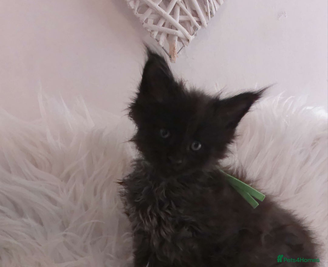 Maine Coon cats for sale: 2 kittens left In Search of Loyal Human Servant - Image 20