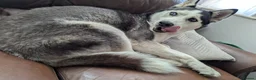 Siberian Husky dogs for sale: Siberian Husky 2 years old - Advert 2