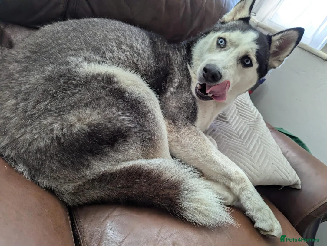 Siberian Husky dogs for sale: Siberian Husky 2 years old - Advert 2