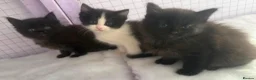 Ragdoll cats for sale: Ragdoll Cross long coated kittens - Advert 19