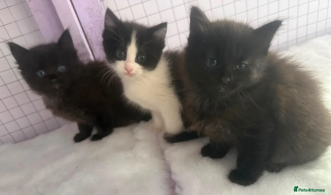 Ragdoll cats for sale: Ragdoll Cross long coated kittens - Advert 19
