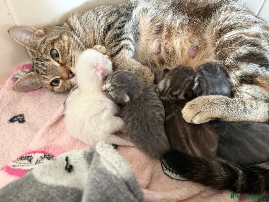 Mixed Breed cats for sale: Four beautiful kittens ready 28/05 - Advert 2