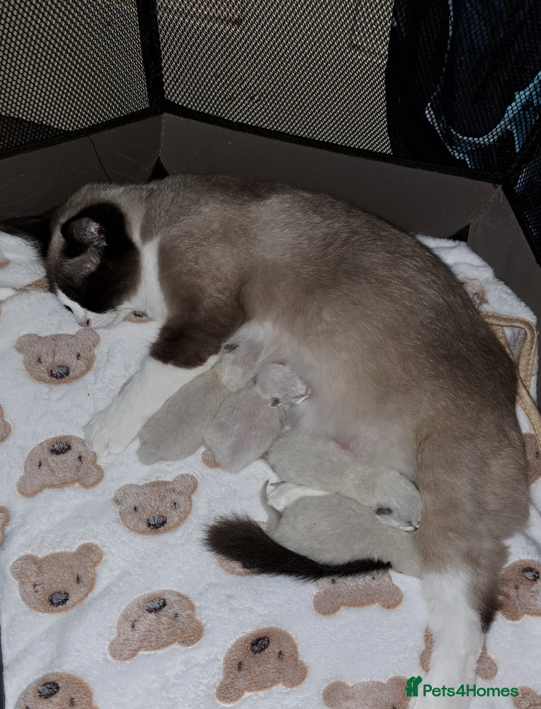 Ragdoll cats for sale: Stunning Purebred Ragdoll Kittens  - Advert 12