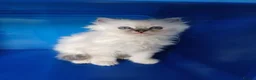 Ragdoll cats for sale: 3 beautiful Ragdoll kittens-Ready to Leave Mum Now - Advert 19