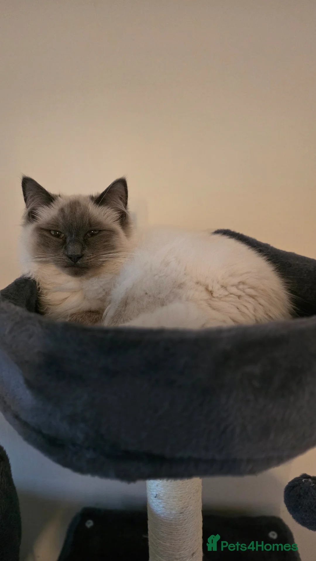 Ragdoll cats for sale: Stunning Blue Point Ragdoll - Advert 7