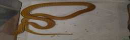 Snake reptiles for sale: African House Snake - Advert 5