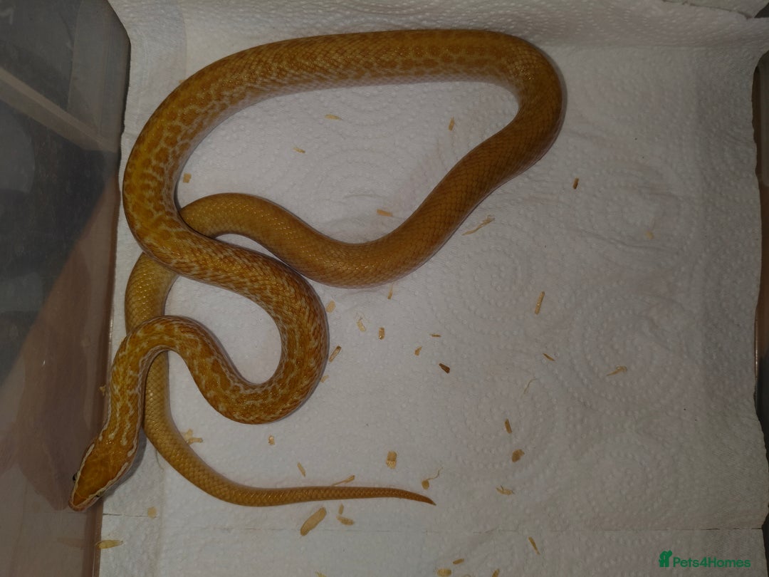 Snake reptiles for sale: African House Snake - Advert 5