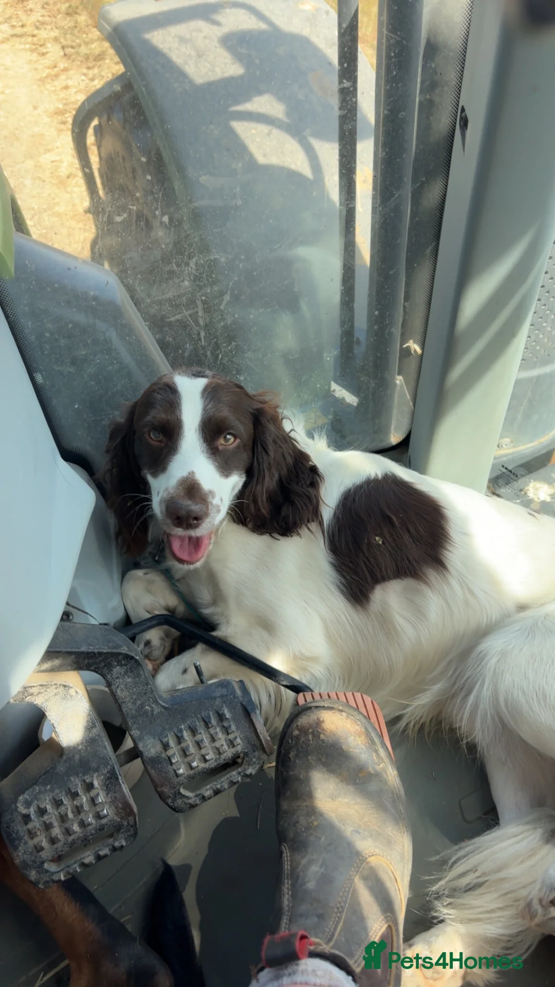 Cocker Spaniel dogs for stud: Working cocker for stud. in Newmarket - Advert 3