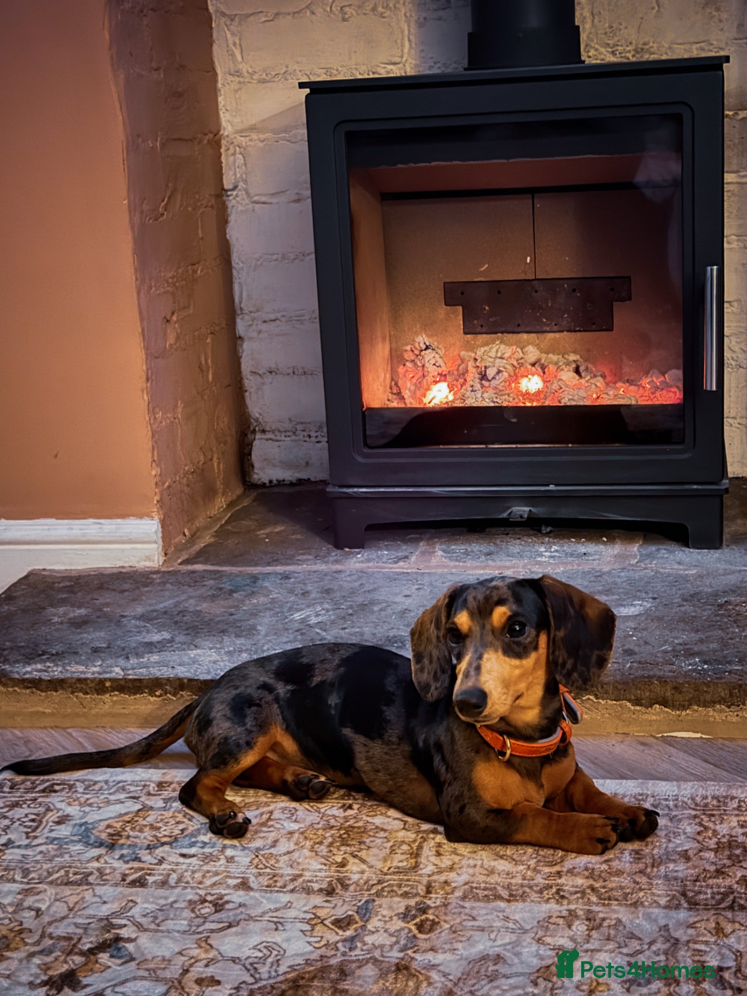 Miniature Dachshund dogs 6 month old dachshund  - Advert 1