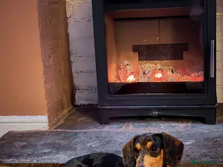 Miniature Dachshund dogs 6 month old dachshund - Advert 11