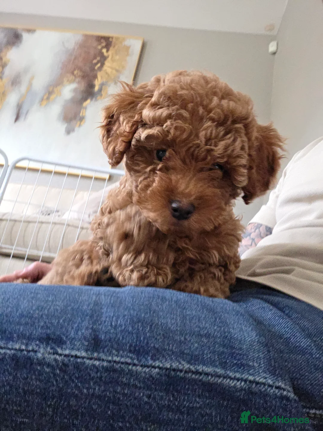 Maltipoo dogs for sale: Beautiful Maltipoo Girl - 9 weeks - Advert 2