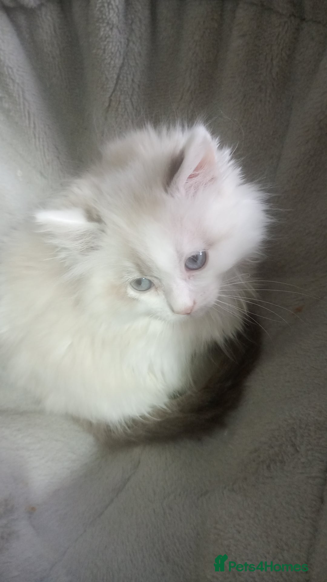 Ragdoll cats for sale: Beautiful full ragdoll kittens £695 - Advert 15