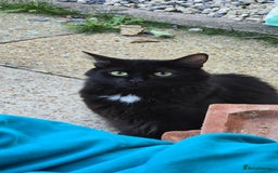 British Longhair cats for sale: Male black kitten white patch on  - Image 2