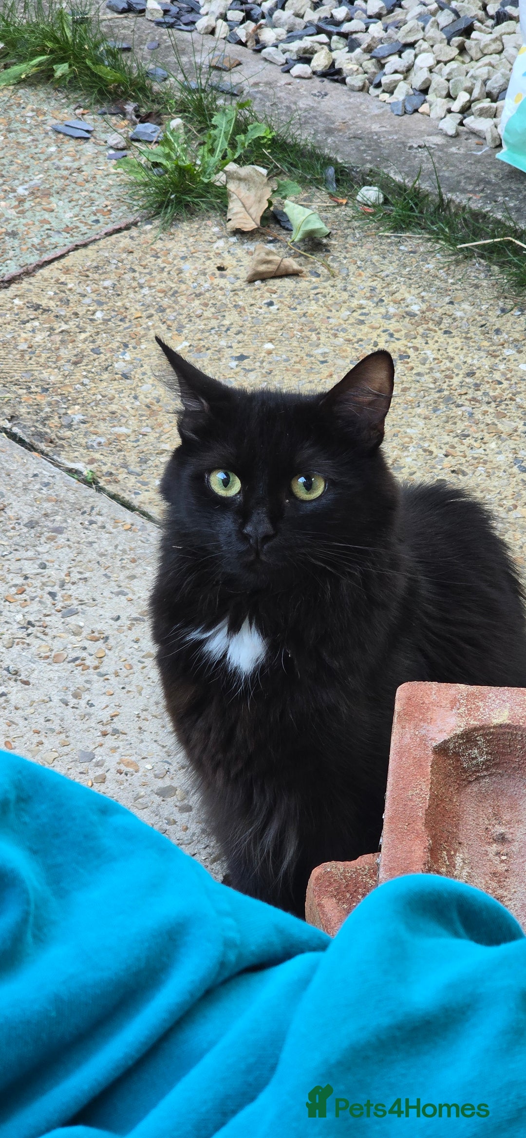 British Longhair cats for sale: Male black kitten white patch on  - Image 2