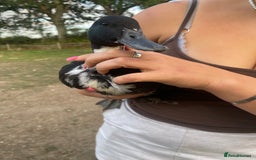 Ducks poultry for sale: Young Cayuga cross drake  - Image 2