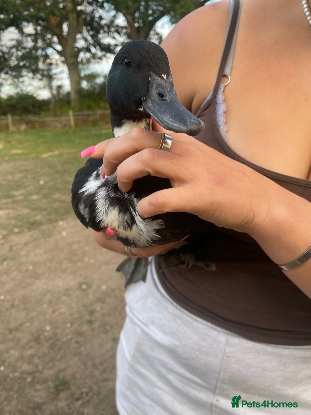 Ducks poultry for sale: Young Cayuga cross drake  - Image 2