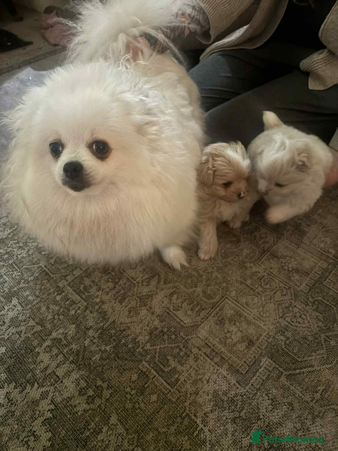 Pomapoo dogs for sale: Pomapoo - Advert 5