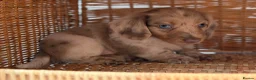 Miniature Dachshund dogs for sale: KC STUNNING COLOURED BLUE EYED SMOOTH & LONG COATS - Advert 6