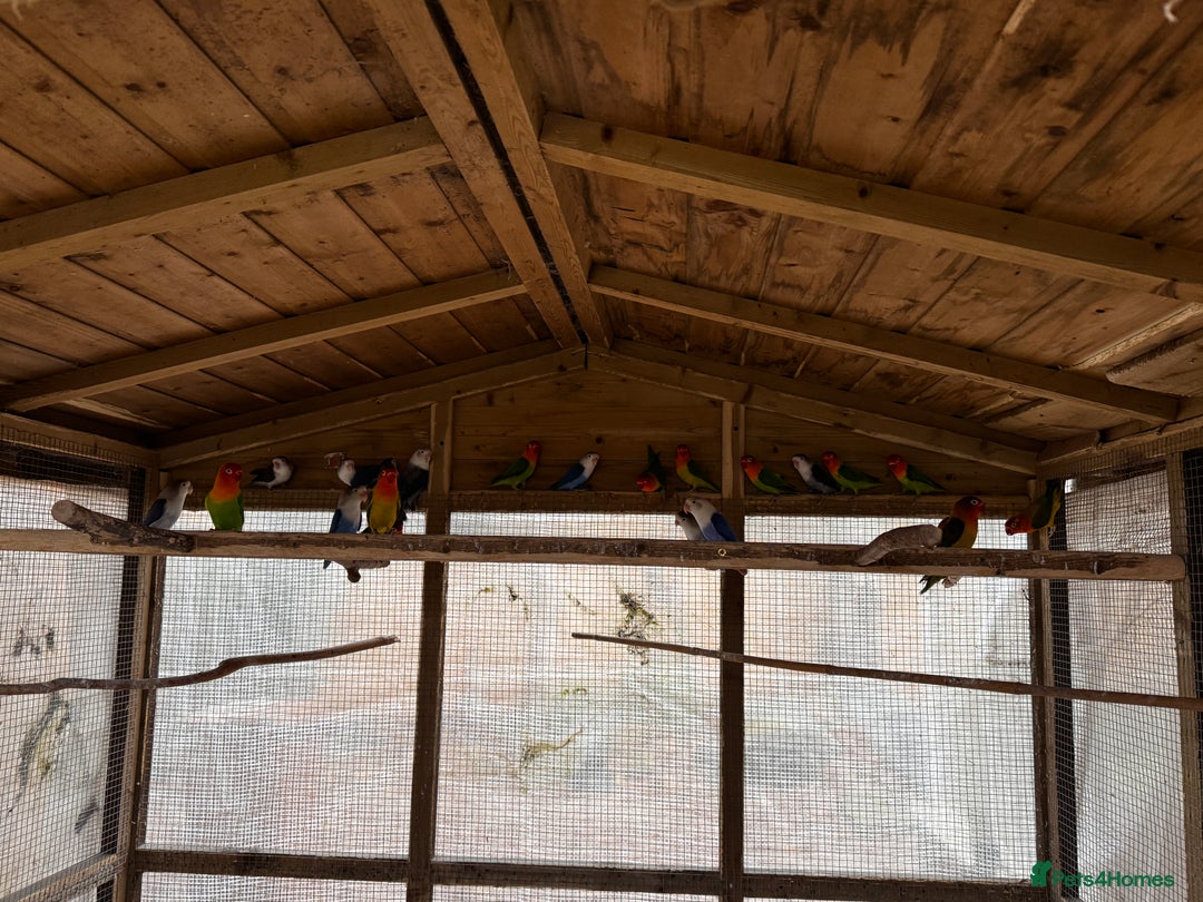 Lovebirds birds for sale: Lovebirds for sale - Advert 13