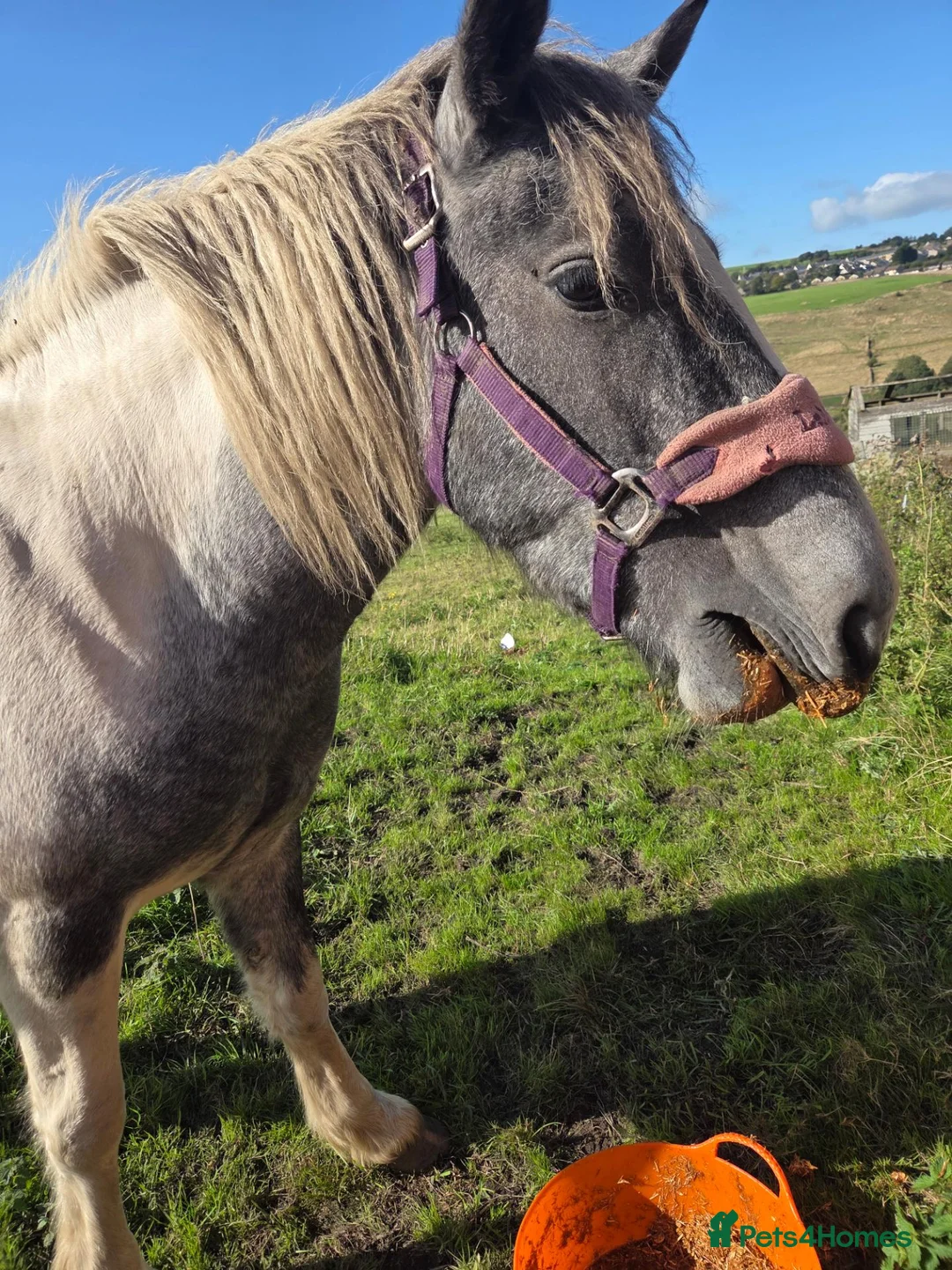 Other Breed horses for sale: 2 year old mare  - Advert 2