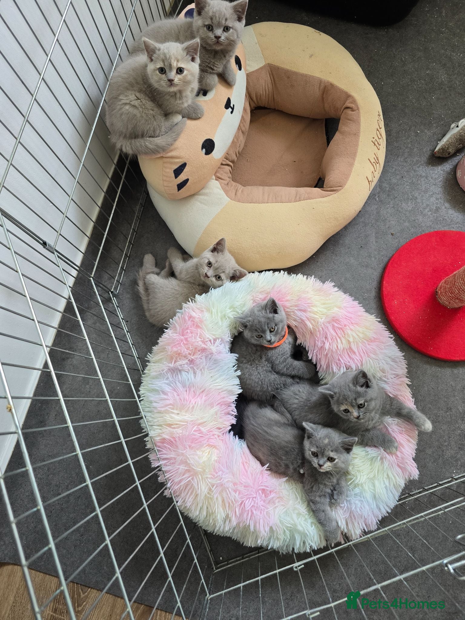 British Shorthair cats Champion Pedigree British Shorthair Kittens - Advert 2