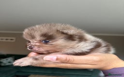 Pomeranian dogs for sale: Lilac and tan, chocolate and tan Pomeranians💜🤎 - Image 7