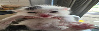 Dipstick