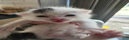 Mixed Breed cats for sale: FREE # 3 male / 1 female / Mother # FREE - Advert 10