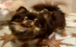 Chihuahua dogs for sale: Gorgeous Chocolate longcoat thailand import male  - Image 8