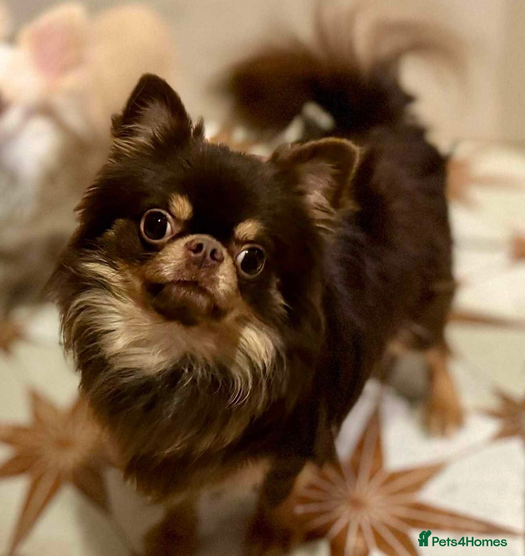 Chihuahua dogs for sale: Gorgeous Chocolate longcoat thailand import male  - Image 8