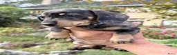 Miniature Dachshund dogs for sale: Beautiful Miniature Daschund’s Male 9 weeks old  - Advert 6