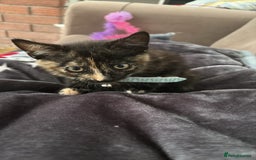 Mixed Breed cats for sale: 1 female cat for free - Image 3