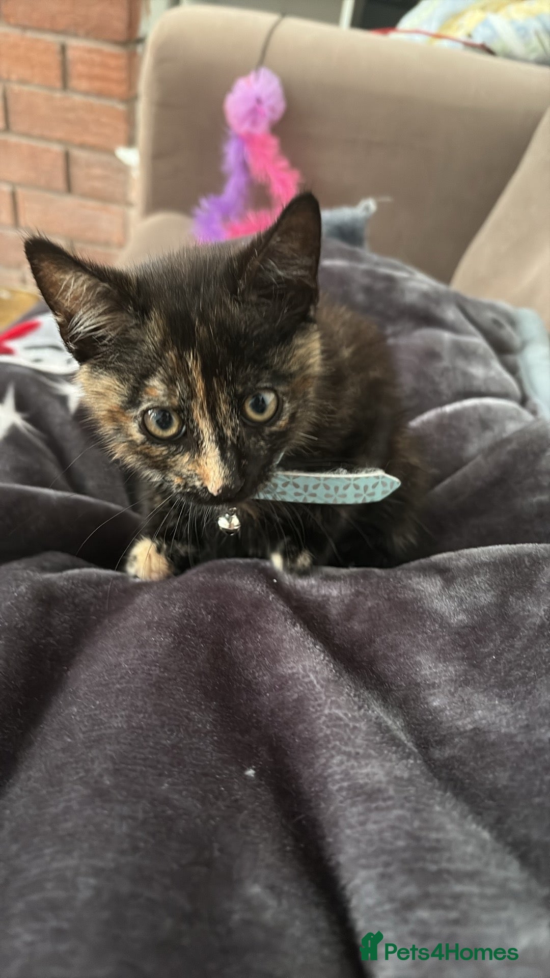 Mixed Breed cats for sale: 1 female cat for free - Image 3