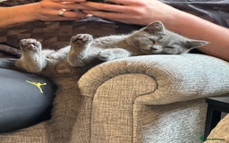 Scottish Fold cats for sale: Scottish straight boy  - Image 12