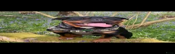 Rottweiler dogs for sale: Rottweiler pups looking for homes  - Advert 16