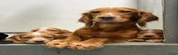 Cocker Spaniel dogs for sale: Black male from Fully Health Tested Parents - Advert 8
