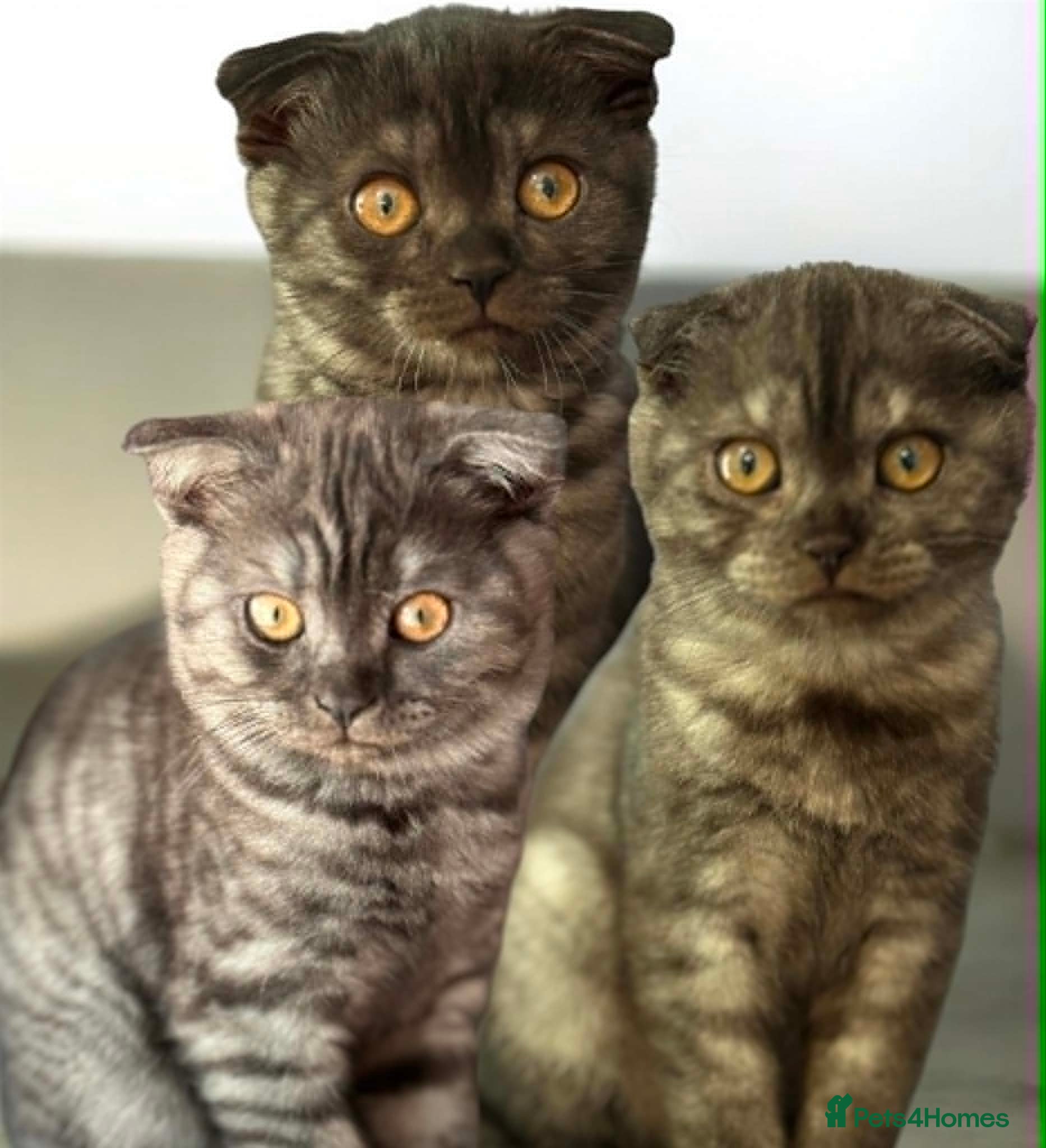 Scottish Fold cats  3 Full Pedigree Fold Girls        - Advert 18