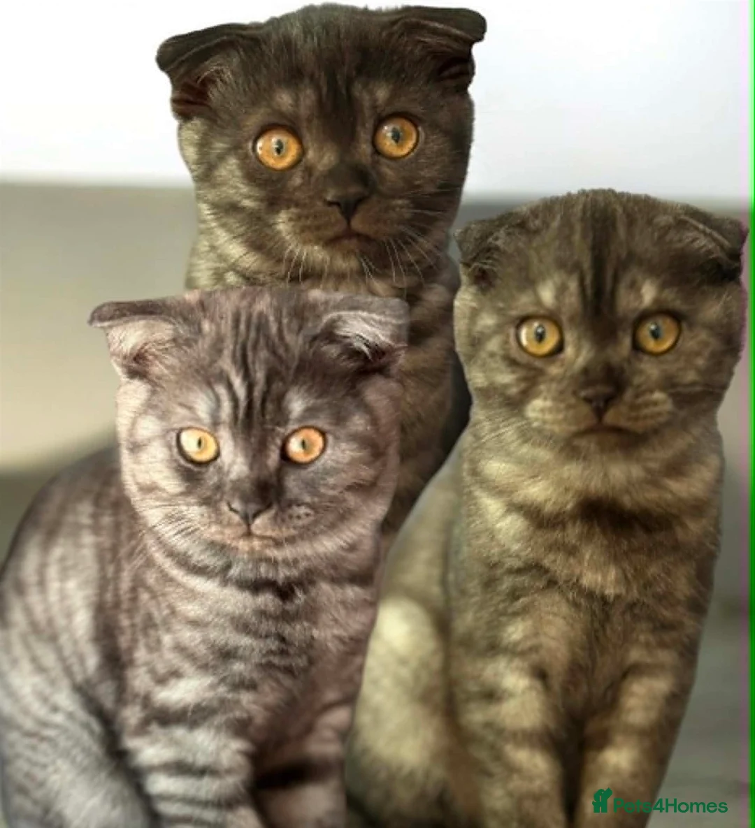 Scottish Fold cats for sale:  3 Full Pedigree Fold Girls        - Advert 1
