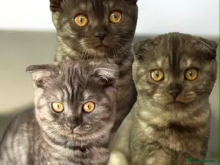 Scottish Fold cats 3 Full Pedigree Fold Girls - Advert 18