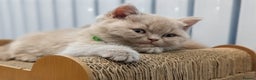 British Shorthair cats for sale: Gorgeous British Shorthair Kittens Teddy Bear Type - Advert 13