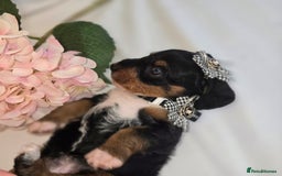 Mixed Breed dogs for sale:  miniature dachshund cross toy poodle doxiepoo   - Image 37