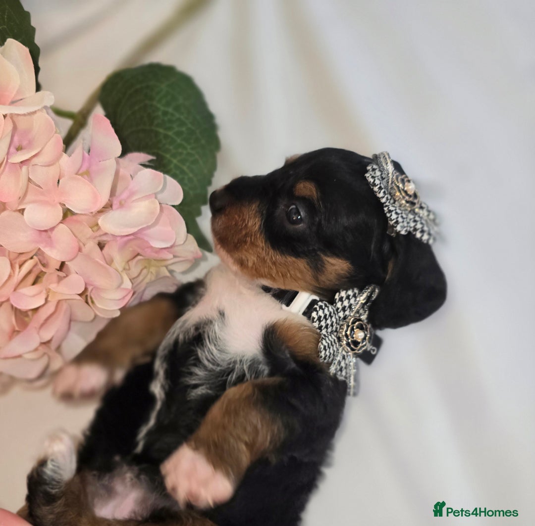Mixed Breed dogs for sale:  miniature dachshund cross toy poodle doxiepoo   - Image 37