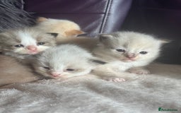 Ragdoll cats for sale: Tortie flame mink sepia tica  - Image 15